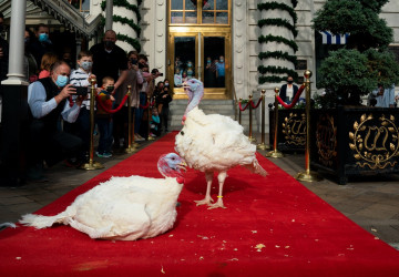 All the Presidential Turkeys