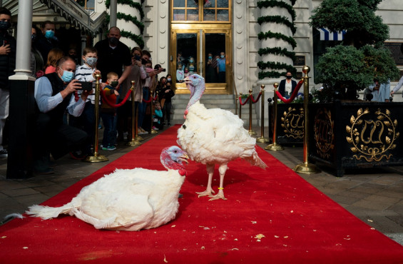 All the Presidential Turkeys